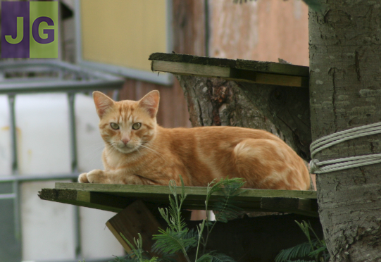 Chat roux et calin
