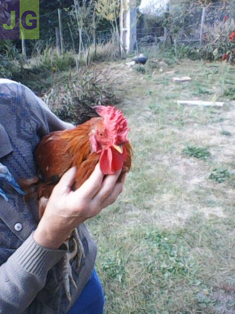 OEUFS DE POULES EN SURPLUS  PETIT PRIX