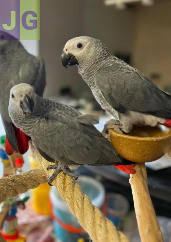 Jeunes perroquet gris du Gabon